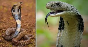Climate change could double snakebite risks as cobras, kraits, vipers, and other venomous snakes expand into new regions of India.
